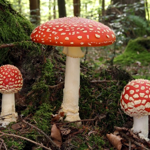 A photo of three fly agaric mushrooms. They have bright red caps, dotted with white, and have white bases.