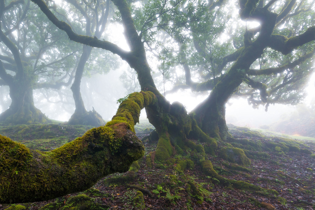 90377: Untitled by Ricardo Pestana  