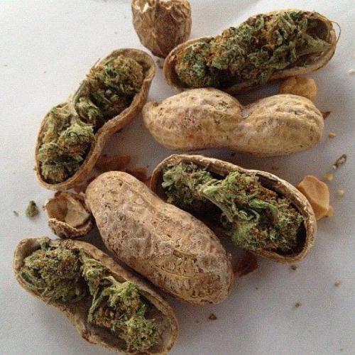 bong-voyage:  thc-lungs:  this makes me chuckle  peanugs 