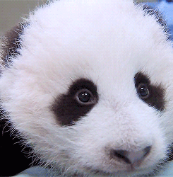 vaca-pipoqueira:  ∞ reasons to ♥ pandas: