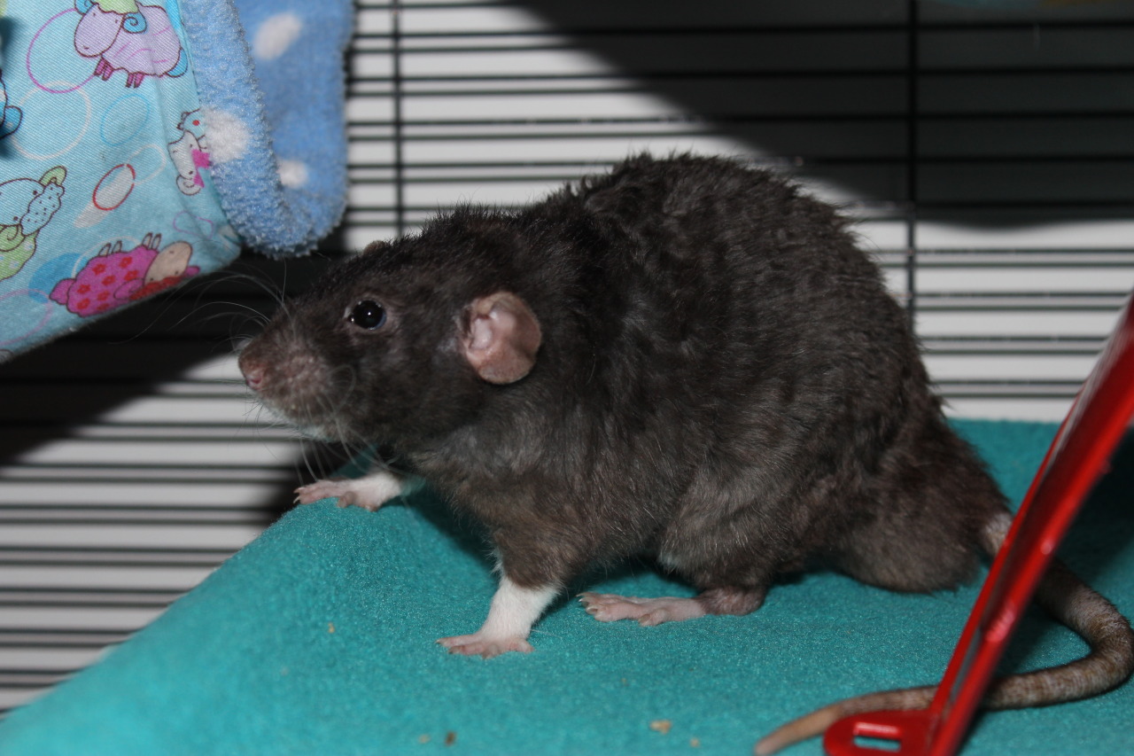 Frick Yeah Rats!