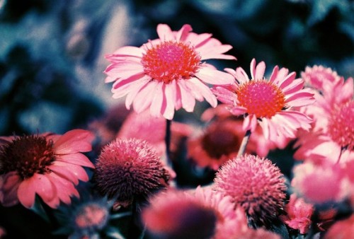 lomographyjp:  Awesome Albums: 『Still To Come』by andyresag LomoChrome Purpleフィルムが作り出す、キャンディーカラーの蝶々や花々が美しい、不思議な世界へ足を踏み入れてみましょう。 記事はこちら 