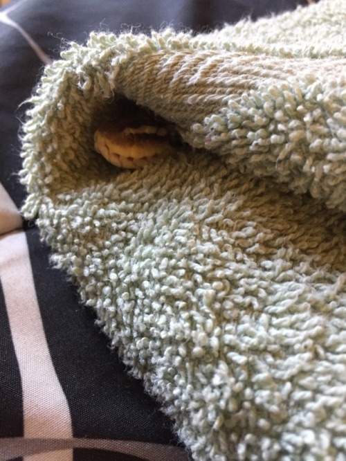 dangersnoot:He didn’t like sitting in prison box so he hid in a towel while I cleaned his home