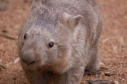 ravendorkholme:This is a wombat and it’s