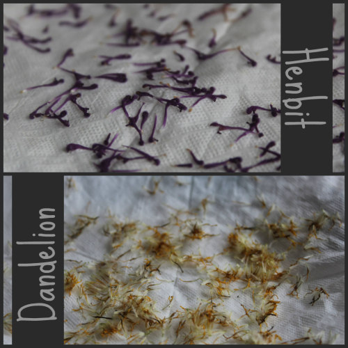 Harvesting Weeds For Your Practice And Drying In The Microwave!