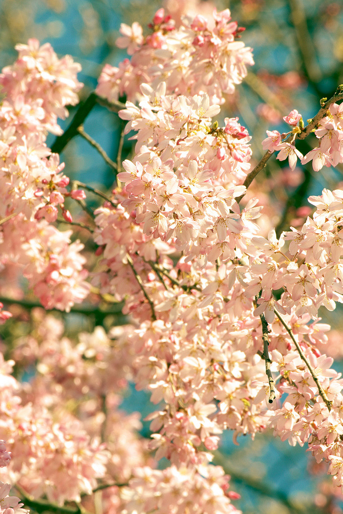 cloudedcamera-:  花の雲 by Ellie O. Photography on Flickr. 