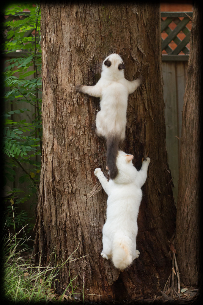allyspock:  catsbeaversandducks:  Fun in the Yard with Milo and Diesel Photos and