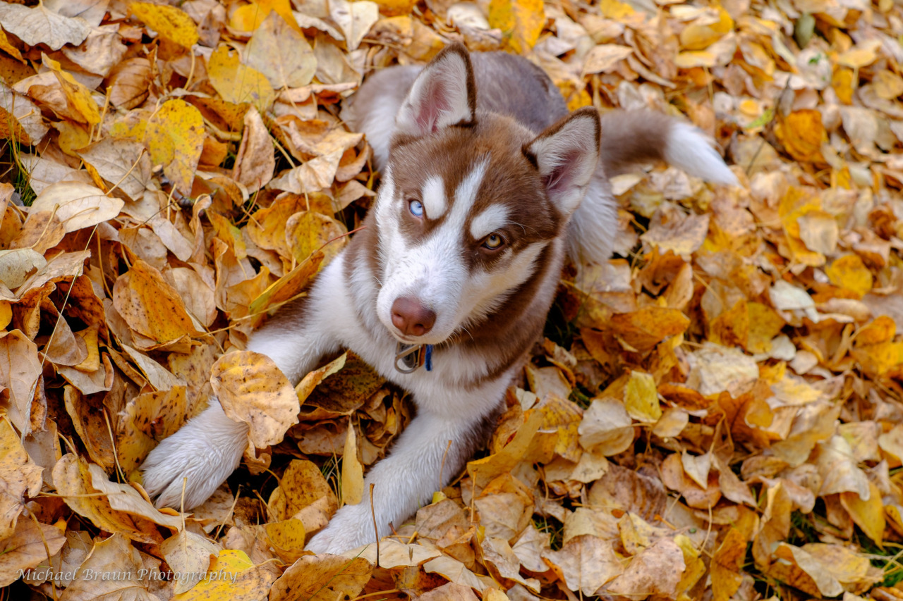 mostlydogsmostly:  (via alaskaimage)