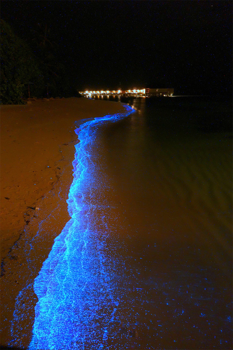 gomar2:  A Maldives Beach Awash in Bioluminescent Phytoplankton Looks Like an Ocean