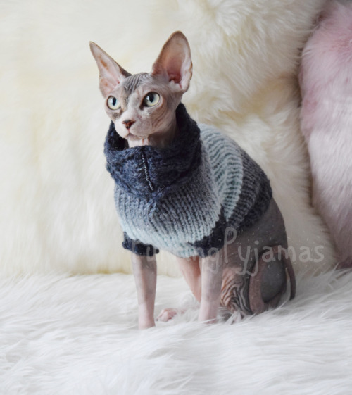 pineapplemachine: pineapplemachine:  Psa! Wtf is wrong with people who dont like hairless cats. They can wear sweater cuz They. Are. Nakey. GOBLINSSSS!!!  I bring u proof 