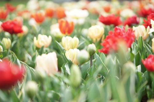 桜に会いに行ったらチューリップも咲いていて ムラサキハナナと菜の花も咲いていて 昭和記念公園は春爛漫でした。 お友達のダックスちゃん。 いつもお洒落で可愛いです。 カメラ目線ありがとう♡