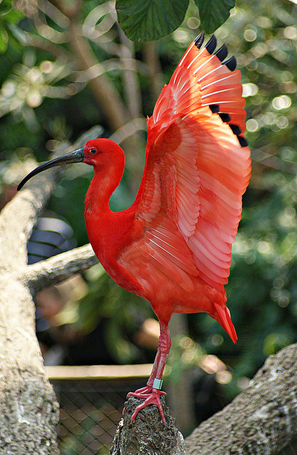 me-lapislazuli: Bird at Zoo by melanieadey on Flickr.