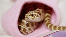 pretzel-the-hognose:  [x]Pretzel got a bit spooked by the camera so we let him hide in a sock for a while.  He seemed quite put out when he finally reemerged… 