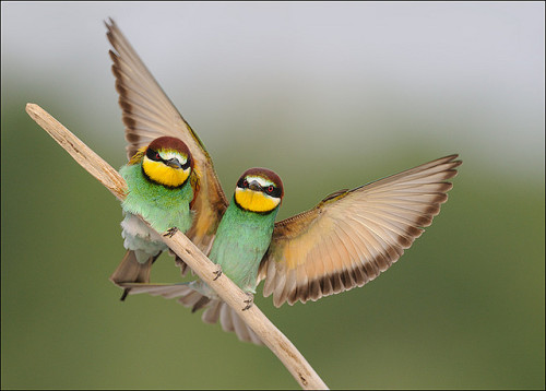 Under my wing by Luigino Snidero on Flickr.