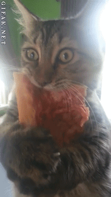 gifss-heaveen:  Crazy Cute Win Funny Fail Gifs! ! 