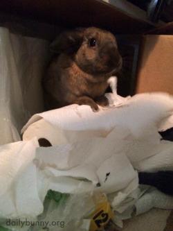 dailybunny:  Bunny Is Caught in the Act of