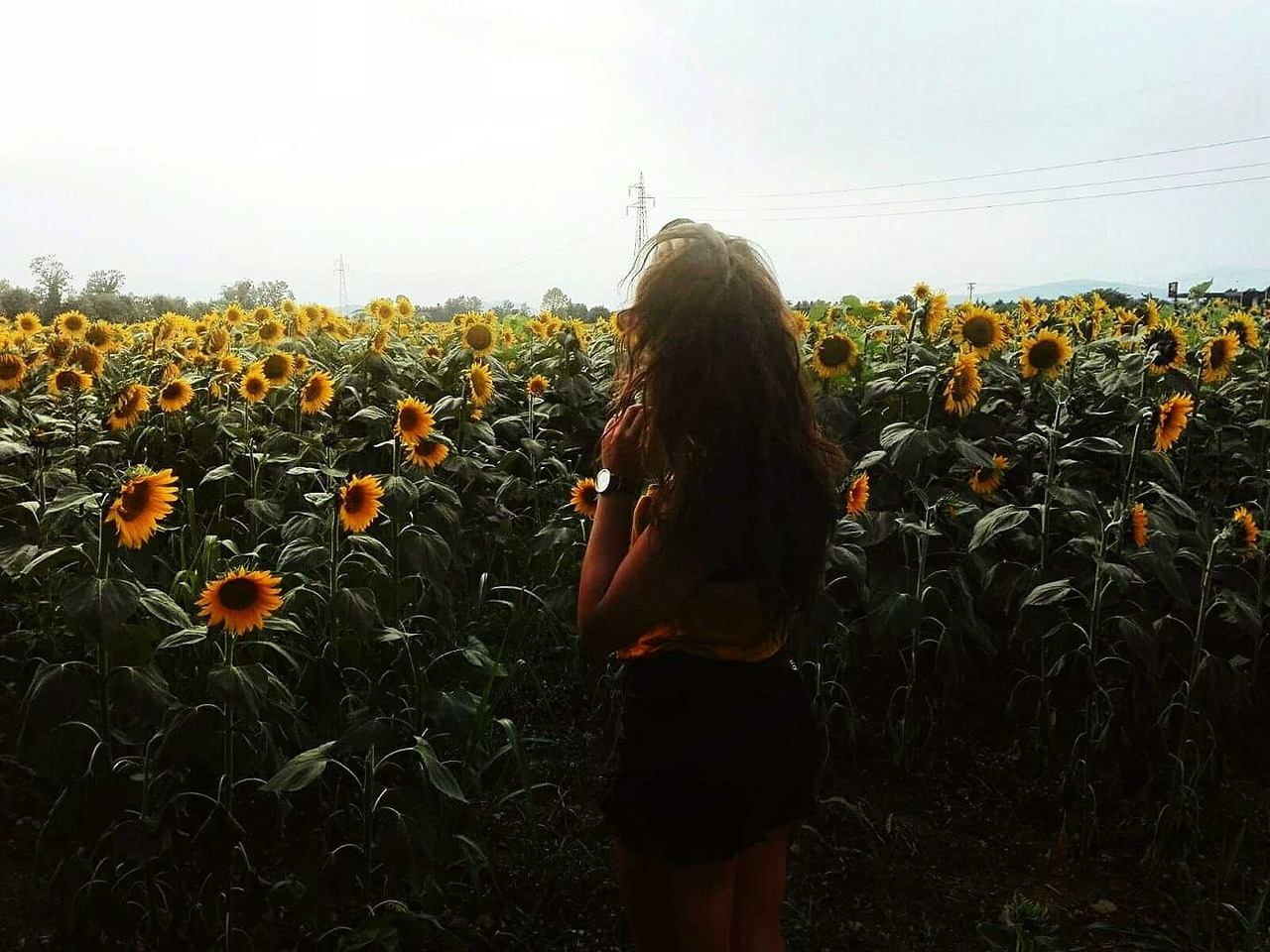 Featured image of post Campo Di Girasoli Tumblr Il primo sorriso caterina e lorenzo se l erano scambiato al par