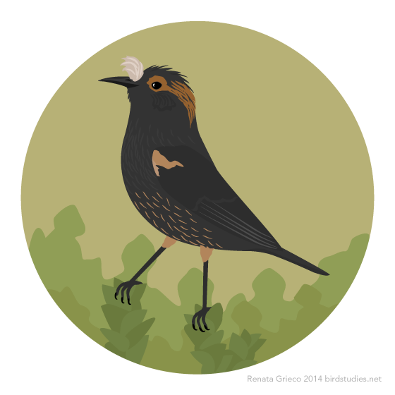 October 28, 2014 - ‘Akohekohe or Crested Honeycreeper (Palmeria dolei)
Requested by: coramatus
These rare Hawaiian birds are found only in a small area on Haleakala volcano on Maui. They previously lived on more of Maui, as well as on Molokai, but...