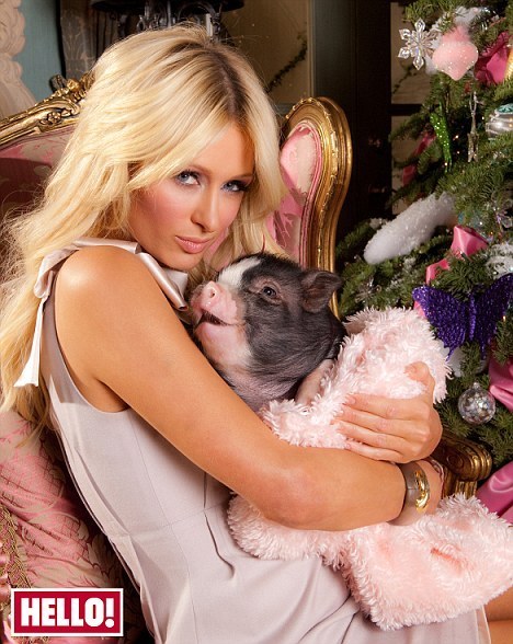 louisville-redcoat:  catbountry:  chupicronian:  lamaenthel:  shoutout to paris hilton for not abandoning her ‘micropig’  when it turned out that it was a normal piggy who grew up to be a big fat fatty piggu  Actually that’s pretty standard size