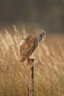 0ce4n-g0d:  Barn Owl by Dale Sutton on