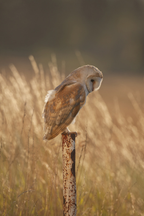 Porn Pics 0ce4n-g0d:  Barn Owl by Dale Sutton on
