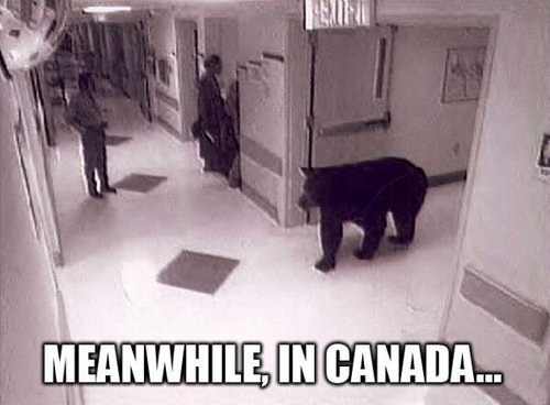 mad-hatter-with-a-box:  songofages:  kendronamore:  troylerkiss:  kendronamore:  Jfc is Canadia even real  I live in Canada and I’m not even sure.  60 notes in and no one has noticed that I spelled Canada wrong…nailed it  It’s ok the leader of our