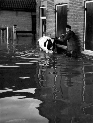 Photographs of the 1953 North Sea floodall taken in the Netherlands, february 1953
• Dikebreach near Papendrecht (X)
• People feeing their flooded villages (X)
• Soldiers rowing survivors to land, Zeeland (X)
• Farmer leading a cow through the...