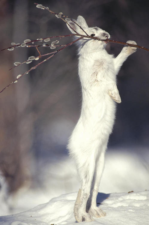 mikanimanderinchen:  naturespiritheart:  Snowshoe Hare Feeding On Pussy Willow by Michael Quinton pl