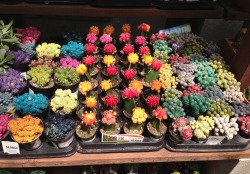 cactusily:  they’re so cute 