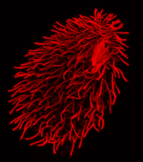 Tetrahymena from outside and inside :)