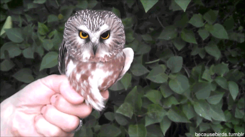 Porn photo becausebirds:  owl magic