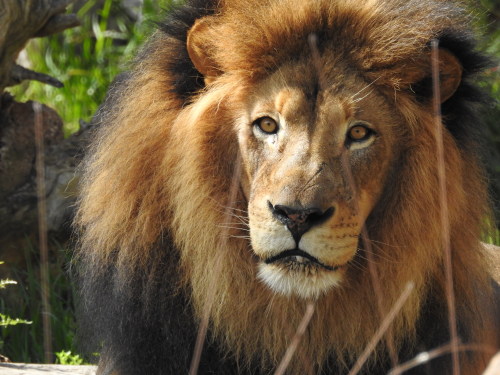 Lion’s are so nice to photograph