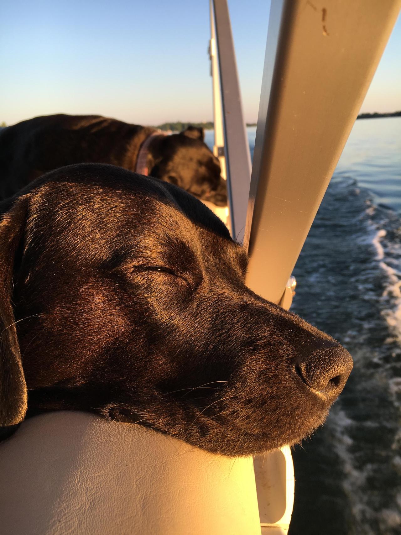 awwww-cute:  7 miles of glass, in the afternoon sun, after a long day at the sandbar