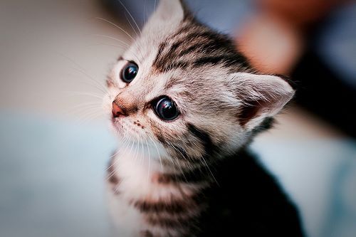 myohmymichelle:  Cat | via Facebook on We Heart It - http://weheartit.com/entry/57571594/via/Myohmymichelle