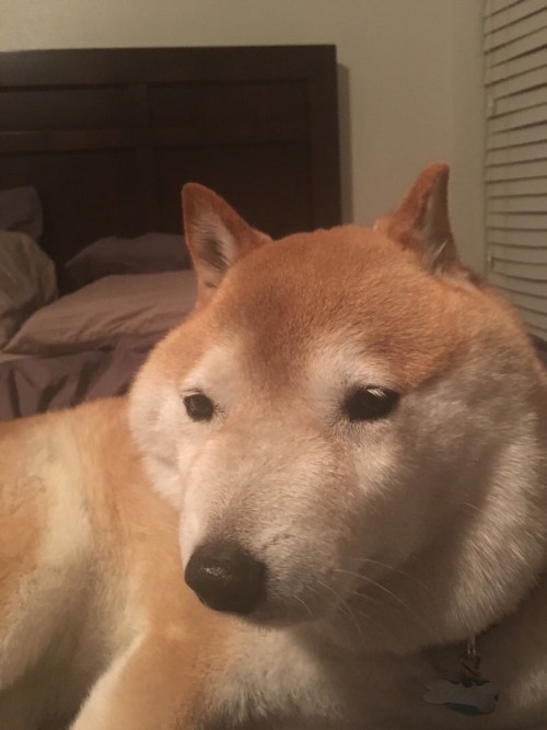 momokitsune: Shibe ate a scorpion and now he’s all swollen!! Poor little guy!