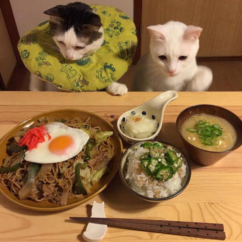 Curious Cats Love To Appraise Their Humans Culinary Skills