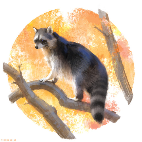 Autumn racoon.Available on my shop: inprnt.com/gallery/yihyoung/raccoon