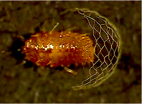 rotifers:  scientificvisuals:  Spongillafly larvae (genus Climacia) weaving distinctive chain-link cocoons. They spin another cocoon inside the fence. Sources here and here. More images here.   I’ve seen adult spongillaflies but have yet to encounter