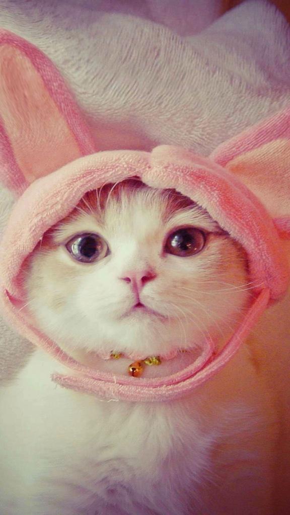 anz-momo:  twitter.com ウチの飼い主さん たまにはウサギになりなさいって
