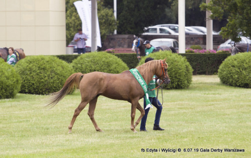 AlladynVon x Alba LongaArabian, StallionBorn 2011