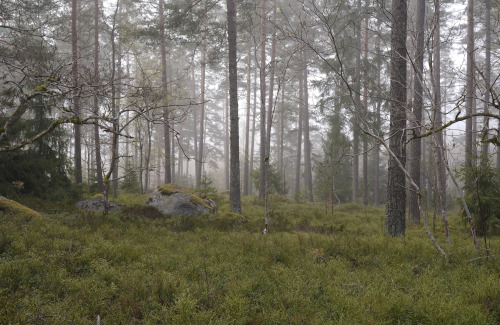 swedishlandscapes:Blueberry forest.