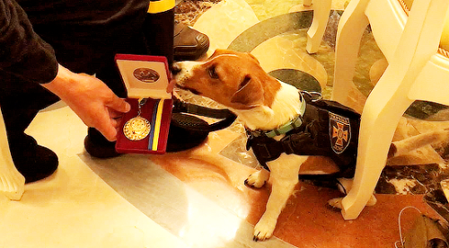 whereisyourpippinnow:Good Boy Patron has been awarded of well-deserved courage medal. ️