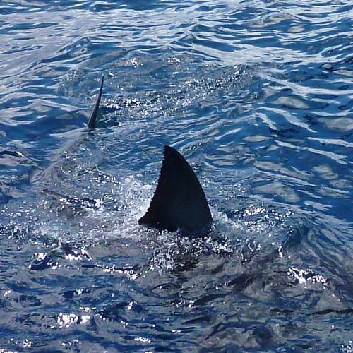 The iconic dorsal fin of a Great White Shark. They are like a human fingerprint. No too are the same