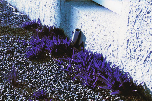 tumblr photo kea-photo 1
