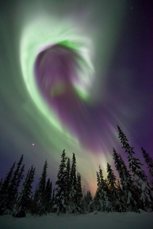 brutalgeneration:  Aurora Borealis, Sweden (by antonyspencer)