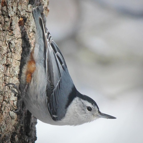 White-breasted Nuthatch #whitebreastednuthatch #nuthatch #woodshole #capecod #birds #birding #bird_l