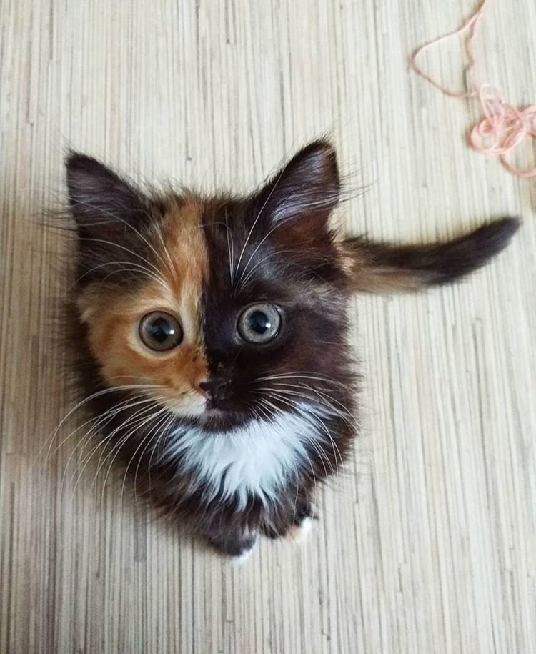 friendly-animals:  (Source)
