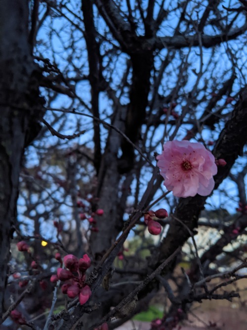 pink blossoms