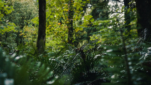 Morning Walk // October 2018IG: http://instagram.com/stephenparkhumWeb: http://thewilderness-studios