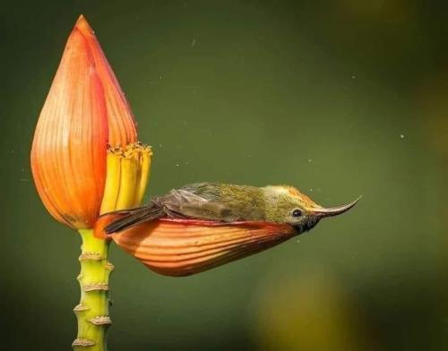 plushies-and-cats:blue–folder:Hummingbird is relaxing after drinking a lot of flower nectar.